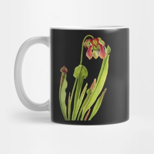 Catesby Pitcherplant - Sarracenia catesaei - Walcott - Botanical Illustration Mug